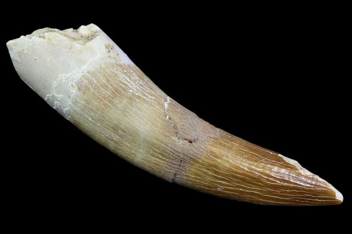 Fossil Plesiosaur (Zarafasaura) Tooth - Morocco #107705